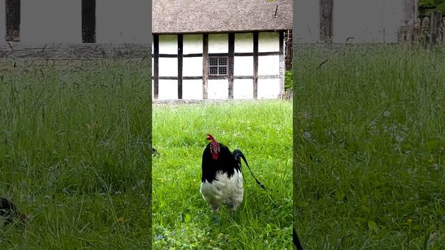 Lakenfelder Hahn kräht im Freilichtmuseum Detmold - Rooster of the rare Lakenvelder chicken crowin смотреть онлайн