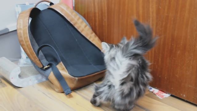 Ep1: Norwegian Forest Kitten arriving at our home!! смотреть онлайн