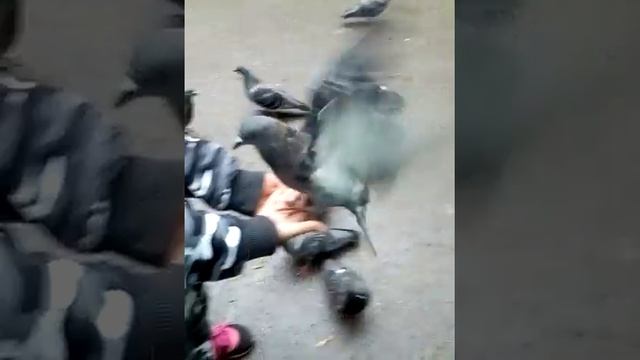 Чем кормить голубей. На что способен голубь смотреть онлайн