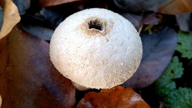 Grzyby- Purchawka Chropowata (Lycoperdon Perlatum Pers.)-gatunek Grzybów Należący Do Pieczarkowatyc