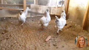 Породистые куры несущие зеленые и голубые яйца