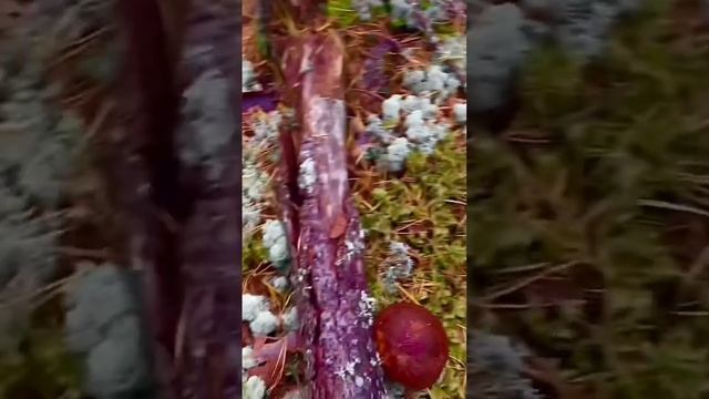 А ВЫ УВИДЕЛИ ЕГО СРАЗУ? ГРИБНИК ЗАМЕТИЛ ЧТО-ТО ИНТЕРЕСНОЕ! СКАЗОЧНАЯ КАРЕЛИЯ ! БЕЛЫЕ ГРИБЫ БОРОВИКИ смотреть онлайн