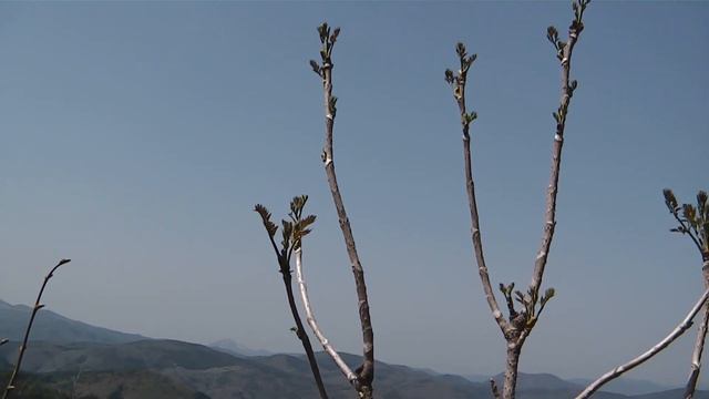 残雪のモチタラポ採り смотреть онлайн