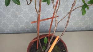 Дипладения (Мандевилла). Осенняя обрезка. Подготовка к зимовке