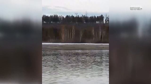 Медведи гуляют по лесам Братска и района смотреть онлайн