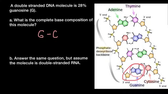 How to find DNA and RNA base composition смотреть онлайн
