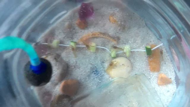 Мои малыши. Голубой Кубинский рак (Procambarus cubensis) смотреть онлайн