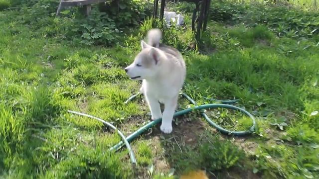 Сказка Востока Оливер Кромвель 1,5 мес. смотреть онлайн