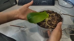 Критическая болезнь орхидей от СОЛНЕЧНОГО ОЖОГА! Не доводите орхидеи до такого состояния! Лечение