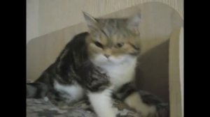 ПОЧЕМУ КОШКИ ТОПЧУТ ВАС ЛАПКАМИ И УРЧАТ?