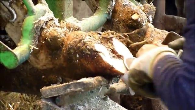 Ošetření paznehtu - Veterina Protivín смотреть онлайн