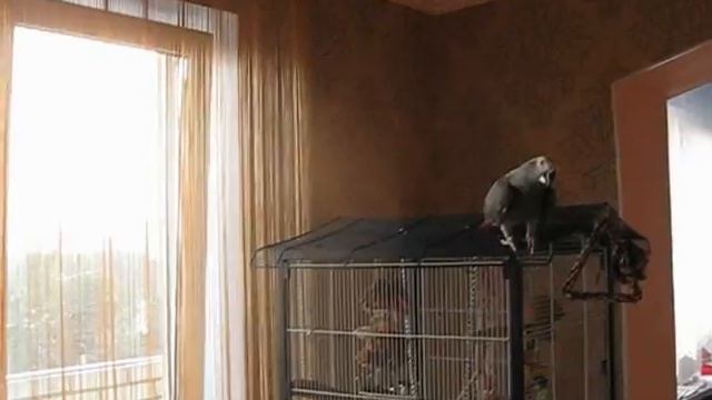 Краснохвостый жако.