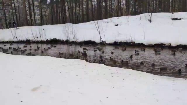 Можно ли кормить уток хлебом? смотреть онлайн