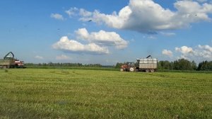 Заготовка силоса, сезон 2019