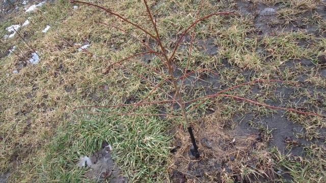 Простая обрезка Сливы в Первый год смотреть онлайн