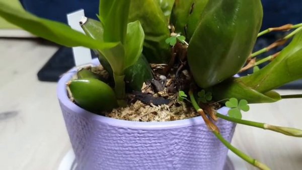 Ликаста ароматика описание и уход. Lycaste aromatica.