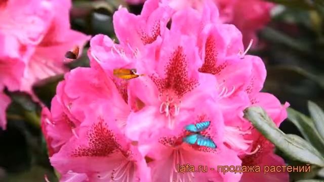 Азалия гибридная Пинк Дилайт (pink-dilayt) ? обзор: как сажать, саженцы азалии Пинк Дилайт смотреть онлайн