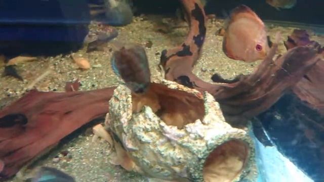 Аквариумные рыбки Дискус, Боция и сом Анциструс в аквариуме! смотреть онлайн