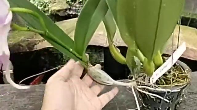 Cattleya Canhamiana Coerulea 'Azure Skies'