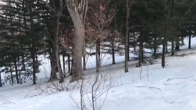 Уссурийские леса, где обитают хищники смотреть онлайн