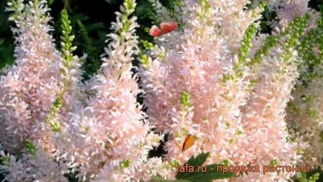Астильба гибридная Юник Салмон ? обзор: как сажать, рассада, саженцы астильбы Юник Салмон смотреть онлайн