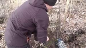 Сбор березового сока. Как правильно собирать березовый сок