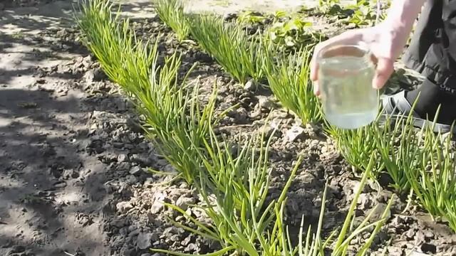 супер средство-нашатырный спирт -против луковой мухи.лукового долгоносика. моли. листоблошки смотреть онлайн