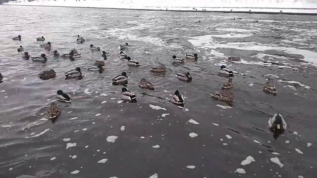 Екатеринбург. Уточки. смотреть онлайн