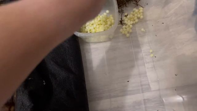 НОВОСТИ У УЛИТОК/ КЛАДКА АХАТИНЫ ФУЛИКИ/ ЯЙЦА УЛИТОК