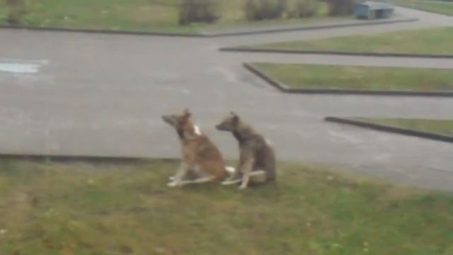 Собаки и блохи 1 смотреть онлайн