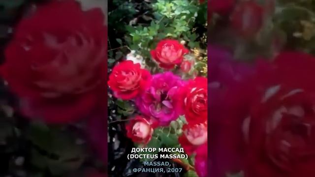 Роза Доктор Массад в моем саду 25 июня 2021.Docteus Massad Rose in my garden June 25, 2021. #shorts смотреть онлайн