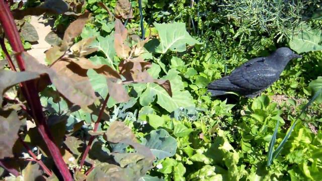 Garten: Pflanzen helfen Pflanzen - bei andauernder Trockenheit смотреть онлайн