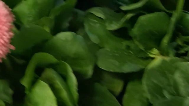 Bellis perennis смотреть онлайн