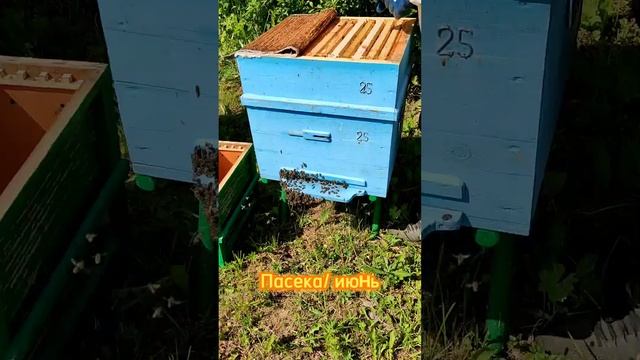 Пасека Жуковых/ Тверская область