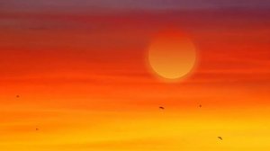 #Футаж птицы летят на закате в раю ◄4K•HD► #Footage birds fly at sunset in paradise 720p