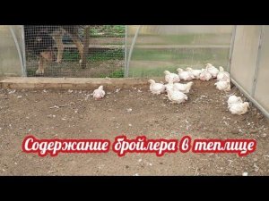 Содержание и выращивание бройлера в теплице....