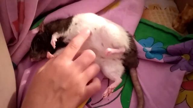 Крыска Дамбо уставшая || смотреть онлайн