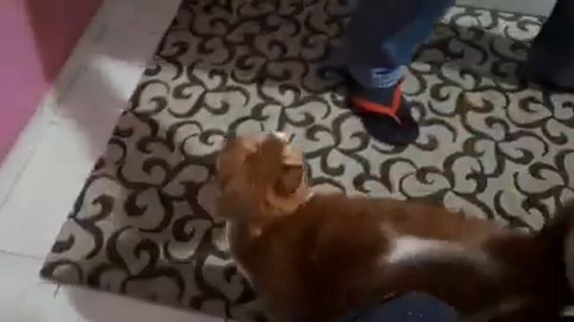 Кот Гарфилд просит есть смотреть онлайн