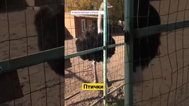 … а вы видели … самая большая птица в мире #новости #новостисегодня #москва смотреть онлайн