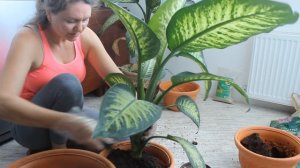 Диффенбахия  пересадка и уход.Комнатные цветы. Dieffenbachia