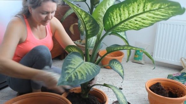 Диффенбахия пересадка и уход.Комнатные цветы. Dieffenbachia