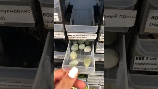 Где хранятся листовые черенки? Питомник Кактусёнок смотреть онлайн