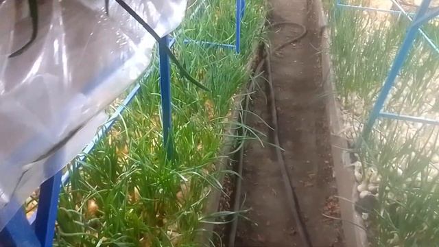 Штутгарт и Каратал из Казахстана. Что получается смотреть онлайн