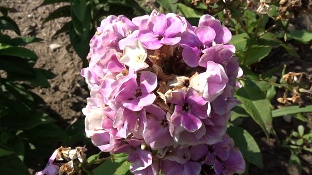 Phlox Paniculata ´Sherbet Blend´