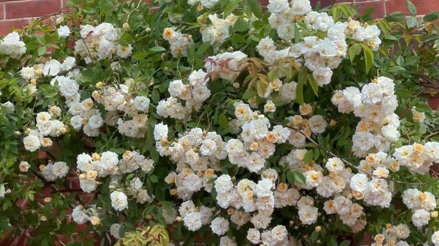 Diamond wedding rose, Margaret Merrill Rose, Camelia Japonica White смотреть онлайн