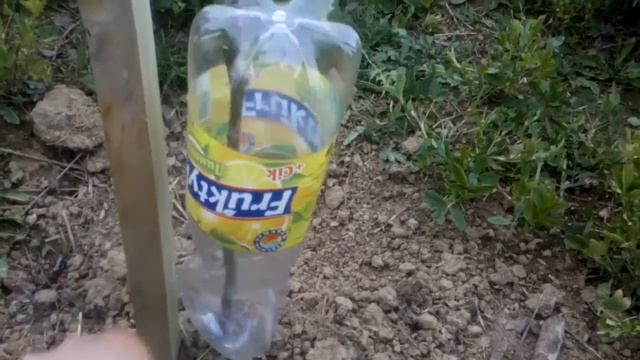 Грецкий орех.Как спасти саженец от весенних морозов смотреть онлайн