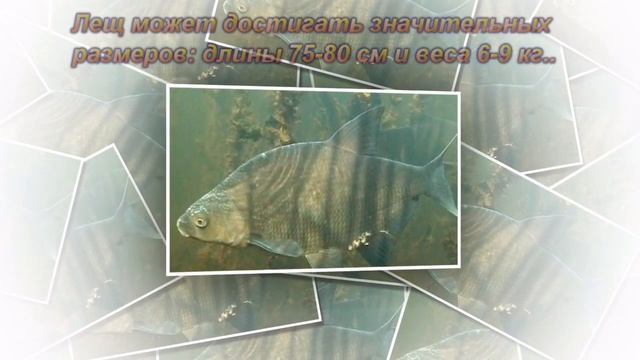 Лещ описание, образ жизни смотреть онлайн