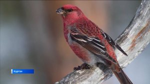 С какими птицами можно встретиться зимой в Курганской области рассказал орнитолог Игорь Бологов