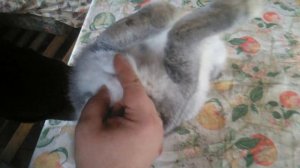 Как определить пол кролика. Различие самки и самца у кроликов. 07.11.2020.