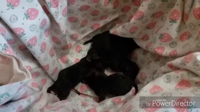 Роды йоркширского терьера  Нюшки!!!?